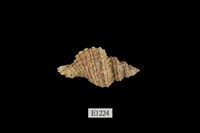 藏品(花籃骨螺)的圖片